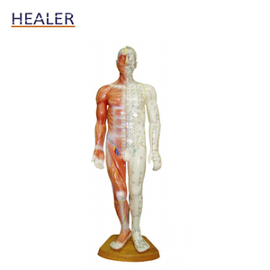 Pointe d'acupuncture naturelle, modèle d'anatomie musculaire, haute qualité - Product Image 4