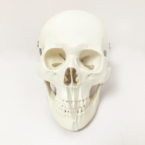 Escuela de Medicina enseñanza tamaño completo plástico desarticulado cuerpo entero humano hueso disperso anatomía <span class=keywords><strong>esqueleto</strong></span> modelo con cráneo - Product Image 3
