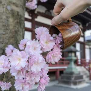Taza de Madera Artesanal, Taza de Té Natural, Ecológica, Premium, Sostenible, Orgánica, Ideal para Servir Bebidas Frías y Calientes - Product Image 5