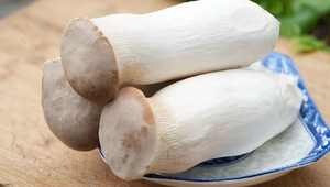 Polvo de Extracto de Hongo King Oyster |   Pleurotus <span class=keywords><strong>Eryngii</strong></span> |   10% Polisacáridos |   Suplemento para el Sistema Inmunológico - Product Image 3