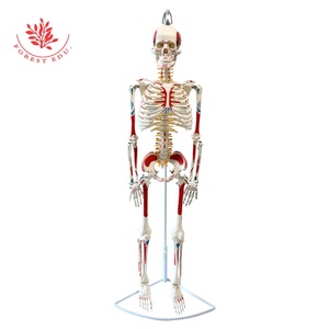 9 types <span class=keywords><strong>de</strong></span> pieds amovibles médicaux d'anatomie <span class=keywords><strong>de</strong></span> modèle <span class=keywords><strong>de</strong></span> <span class=keywords><strong>squelette</strong></span> humain <span class=keywords><strong>de</strong></span> 85cm, faciles à assembler, comprennent une Base pouvant être posée sur le bureau - Product Image 4