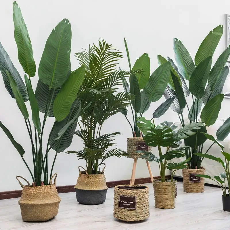 Plantas de plátano falso Banana planta decorativa Banana Bonsai árbol venta 2020 de fábrica al por mayor interiores utilizados con flor/planta verde