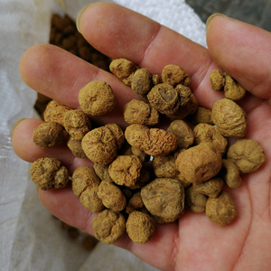 Yuan hu suo cru secas RHIZOMA <span class=keywords><strong>CORYDALIS</strong></span> não extrair lâmpadas <span class=keywords><strong>Corydalis</strong></span> <span class=keywords><strong>yanhusuo</strong></span> para a medicina chinesa - Product Image 1