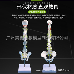 Modelo de Columna Vertebral Humana de 45 cm, Modelo de Columna Vertebral para Prácticas Médicas en Adultos, Modelo de Esqueleto de Columna Cervical y Lumbar - Product Image 4