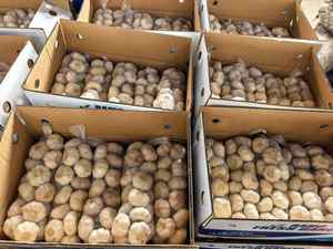 Lo más nuevo, fresco, crudo, pelado, púrpura, normal, blanco, <span class=keywords><strong>ajo</strong></span>, verduras, origen Shandong, verde, fresco, semillas de <span class=keywords><strong>ajo</strong></span> - Product Image 6