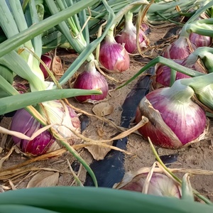 Fresh Red <strong>Onions</strong> &amp; <strong>Onion</strong> Seeds | <strong>China</strong> Imported Wholesale Supply | Premium Fresh Crop - Product Image 5