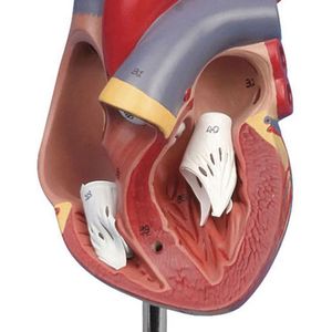 Modelli di Cuore Umano per Scienza Cardiologica, Anatomia e Medicina in Vendita - Product Image 1