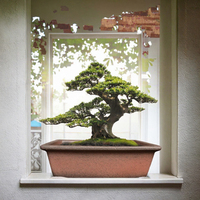 Pot à succulentes rustique ZISHA, pot décoratif pour bonsaï, 9,84 pouces, respirant, non verni, avec trou de drainage, pour arbre, hôtel, intérieur