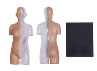 Modelo de Torso Anatómico Transparente de Embarazo Humano, Medio Cuerpo, 41 Partes, CE/ISO