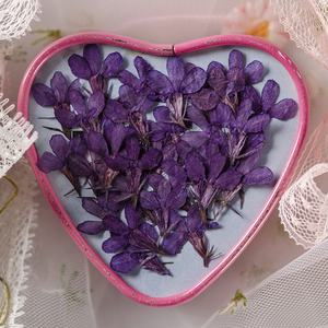 12 pièces/sac <span class=keywords><strong>Lobelia</strong></span> fleurs pressées - Product Image 3