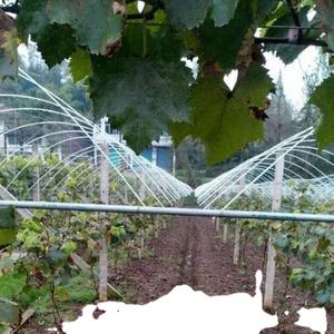 Piquets de plante de tomate de jardin en fibre de verre à longue durée de vie - Product Image 5