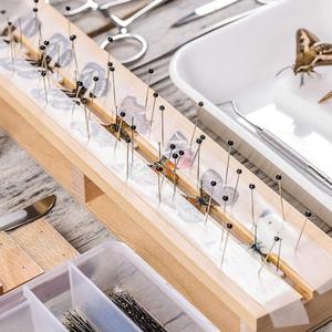 100 Unidades por Tubo, 11 Tamaños Internacionales Diferentes, Alfileres Entomológicos de Acero Inoxidable para Especímenes de Insectos - Product Image 5