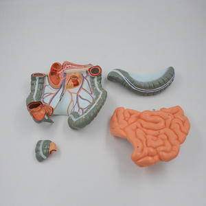 Modelo de enseñanza de la anatomía del intestino grueso del sistema digestivo humano de la ciencia médica del yeyuno humano Ileum Colon - Product Image 3