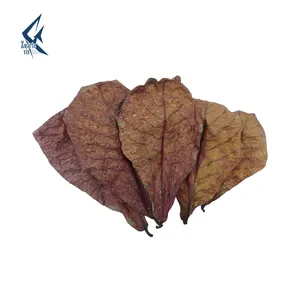 Premium Catappa Leave Aquarium Decorations Size 5-10 inch Pack Catappa Leaves Rich in Tannin Betta Fish Food