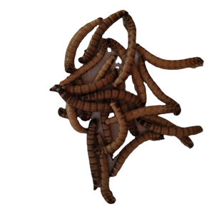 Alta Nutritious Fresh Superworms Chinese Factory Pet Food para seu animal de estimação adorável - Product Image 3