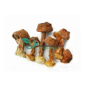 Органический порошок грибов устрицы, 100% чистота, натуральная добавка/экстракт плевротуса, полисахарид, бета-глюкан - Product Image 2