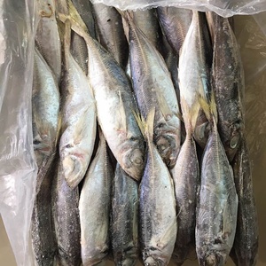 Peixe Scad De Cavala De Cavalo Congelado Do Mar 23CM + Trachurus Trachurus Produto De Peixe De Qualidade Premium - Product Image 4