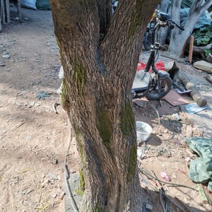<span class=keywords><strong>Grand</strong></span> olivier artificiel écologique avec feuilles <span class=keywords><strong>en</strong></span> fibre <span class=keywords><strong>de</strong></span> verre et tronc <span class=keywords><strong>en</strong></span> <span class=keywords><strong>bois</strong></span> pour usage extérieur, design détachable - Product Image 3