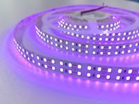 Bande lumineuse UV violette 365nm 395nm 2835 12V 24V 240 LED UV Haute luminosité Bande lumineuse 2835