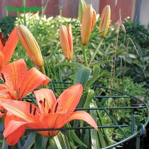 Lot de 3 supports de plantes ronds en acier moderne <span class=keywords><strong>pour</strong></span> tomates, légumes et fleurs en plein air, cerceaux de soutien <span class=keywords><strong>pour</strong></span> pivoines - Product Image 4