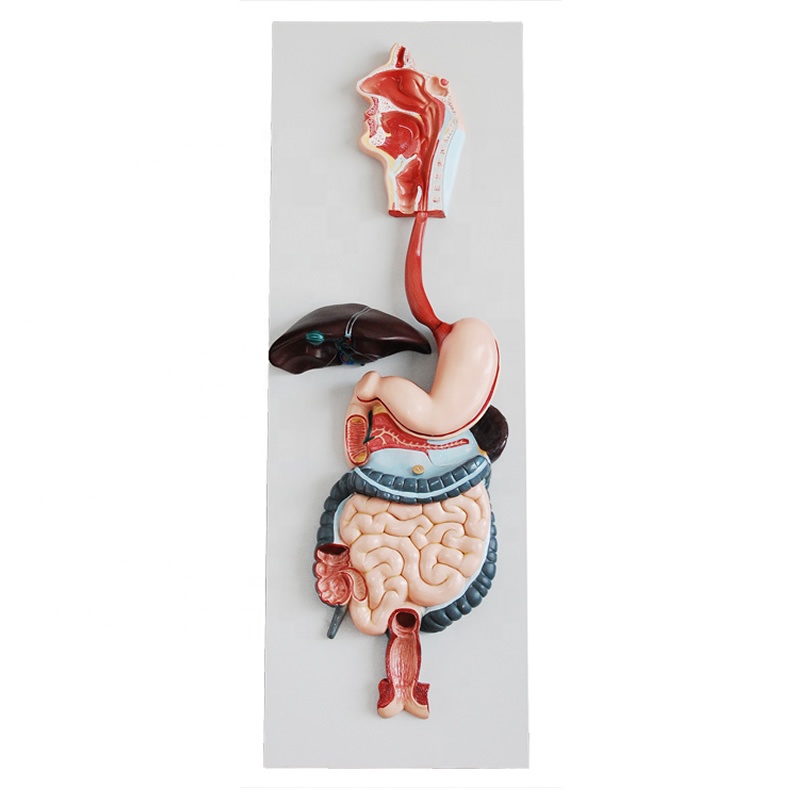 Биологическое обучение, человеческая пищеварительная система, анатомическая модель