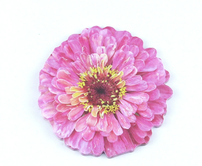 กุหลาบแดง