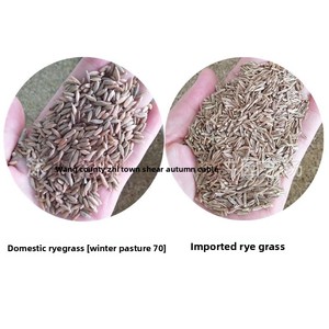 Huile de fourrage d'herbe à poils longs sauvage importée, résistante au froid, vivace, à haut rendement pour l'élevage de bovins, de moutons, de poulets et d'oies - Product Image 5