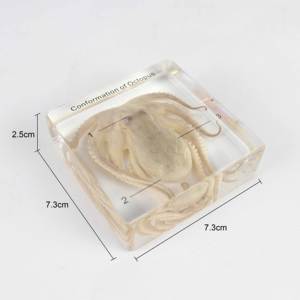 Spécimen de pieuvre modèle d'enseignement intégré en résine de biologie - Product Image 2