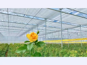 Cấu trúc nhà kính răng cưa chuyên nghiệp cao cấp ventmax - Product Image 5