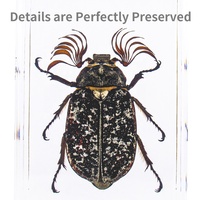 Cube en cristal époxyde de résine 4*4*4cm vraie araignée avec le vrai insecte de Web dans la résine de spécimen de résine bloque des ressources pédagogiques de presse-papiers