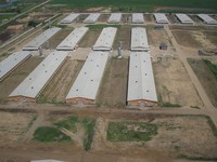 Conception de ferme avicole, plan de ferme d'élevage de poules pondeuses, plan d'affaires, bâtiment en structure métallique pour le Kenya