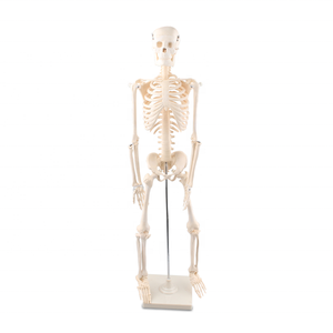 Educación de anatomía ósea 85cm modelo de <span class=keywords><strong>esqueleto</strong></span> humano anatómico de plástico - Product Image 1