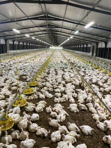 Sistema de alimentación automático para aves de engorde | Alimentador de pollos de alta eficiencia | Duradero y fácil de instalar - Product Image 6