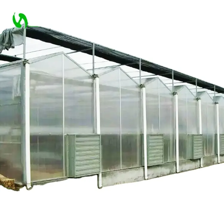 Commercial Lettuce Farming使用Multi Span PC Sheet Greenhouse販売のため