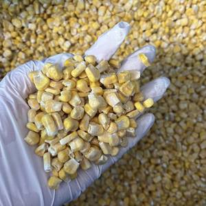 D040 %100 Doğal Dondurarak Kurutulmuş Tatlı Mısır FD Vakumlu Gıda Sınıfı Dondurarak Kurutulmuş Sebze Atıştırmalık ve Hazır Yemekler İçin - Product Image 2