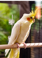 Perchoirs pour oiseaux, accessoires de cage, perchoirs en bois de remplacement à double fente pour perroquet, ara, cacatou, perruche