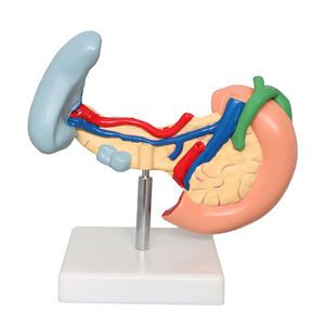 Fabriek Menselijke Milt Model Viscerale Alvleesklierfunctie Alvleesklier Milt Lever Galblaas Duodenum Model <span class=keywords><strong>Pancreas</strong></span> Model - Product Image 4