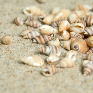Petits chouches mixtes en coquillage de plage, pièces, décoratif, DIY, bougie, gelée, haricots, adhésif, cadre Photo, accessoires, coquillage de plage - Product Image 6
