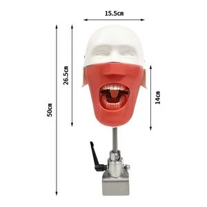 Formazione dentale Phantom Head modello simulatore dentale manichino con i denti per l'insegnamento pratica studio odontoiatria unità di apparecchiature - Product Image 5