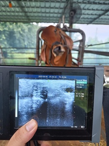 Échographe portable <span class=keywords><strong>sans</strong></span> <span class=keywords><strong>fil</strong></span> HD pour animaux, imagerie en temps réel, équipement de diagnostic vétérinaire avec sonde rectale - Product Image 6