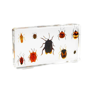 Esin-pisapapeles de cristal para <span class=keywords><strong>insectos</strong></span>, espécimen ámbar animal - Product Image 4