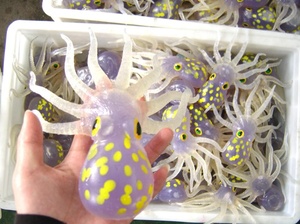 لعبة حيوانات بحرية أرجوانية ناعمة من البلاستيك والمطاط اللدن بالحرارة على شكل أخطبوط تعليمية للحمام - Product Image 3