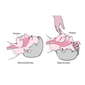 मुख्य खंड मॉडल पहली सहायता cpr प्रशिक्षण के लिए cpr प्रशिक्षण cpr manquin मैनिकिन मैनीकी प्रशिक्षण मैनिकिन मैनीकी प्रशिक्षण मैनिकिन मकीकी प्रशिक्षण मैनिकिन मकीइन - Product Image 5
