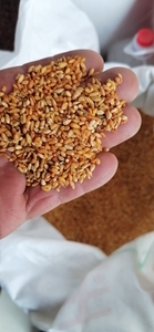 1公斤白子仁批发生白子仁去皮白子仁种子用于草药 - Product Image 4