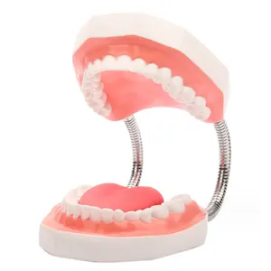 Vergroot 6 Keer Trimmer Tanden Tandheelkundig Implantaat Model Tandheelkundig Lab Model Tandheelkundig Model