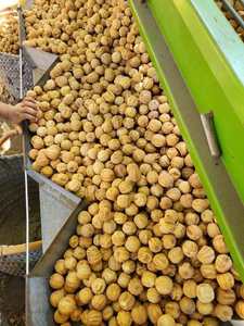 Citron jaune séché certifié ISO22000 de haute qualité 100% vente directe d'usine naturelle pure supervision stricte crue nos fermes egypte - Product Image 4