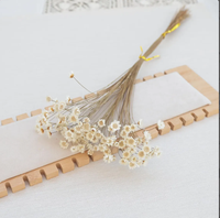 Fleur séchée brésilienne Little Star, mini marguerite étoilée séchée, Glixia naturelle pour arrangements floraux DIY
