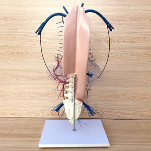 Modèle de circulation des veines portiques et des collatéraux - Modèle anatomique du système vasculaire humain pour l'enseignement en hépatologie - Product Image 3