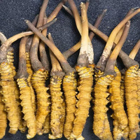 Cordyceps de haute qualité, Lions Mane, Maitake , Chaga Champignons Cordyceps Champignons Militaris Séchés