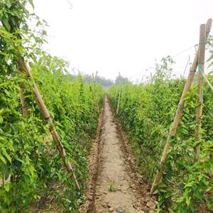 China Factory Recycelbares HDPE 2M * 60M 18CM * 18CM Pflanzen unterstützung snetz Grünes Bohnen netz Kunststoff-Yam-Netz - Product Image 5